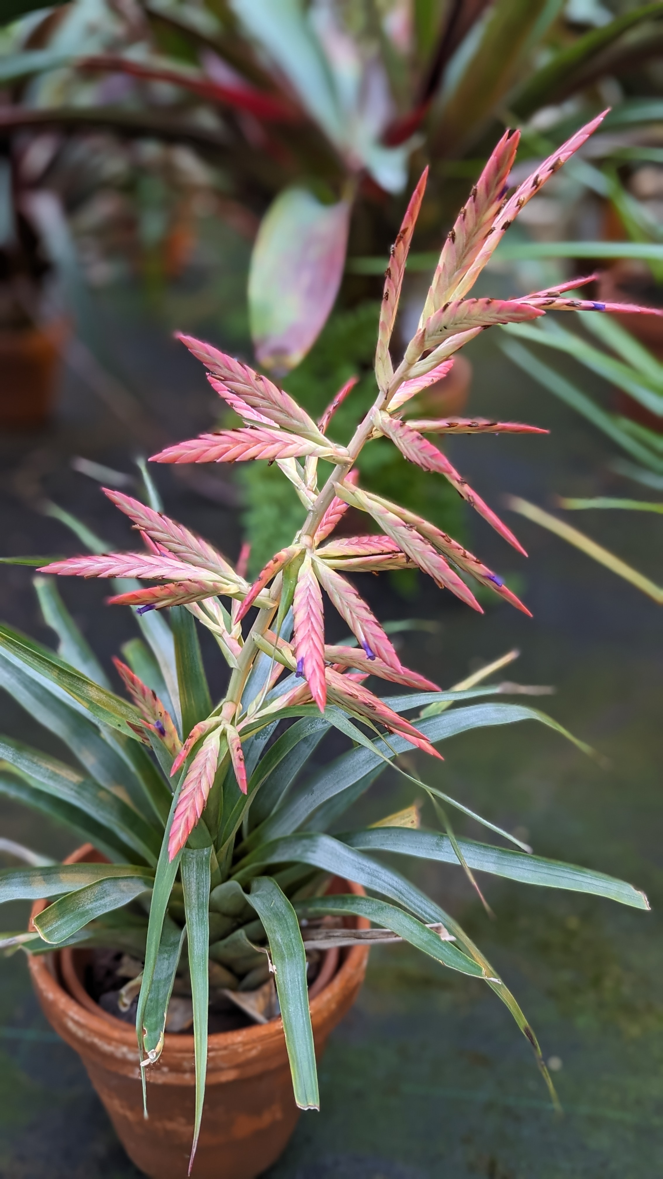 preview Tillandsia gymnobotrya  Baker